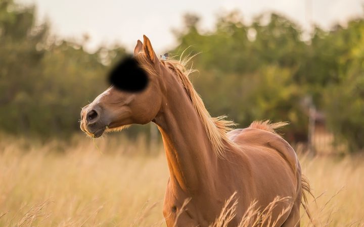 horse in Arabic