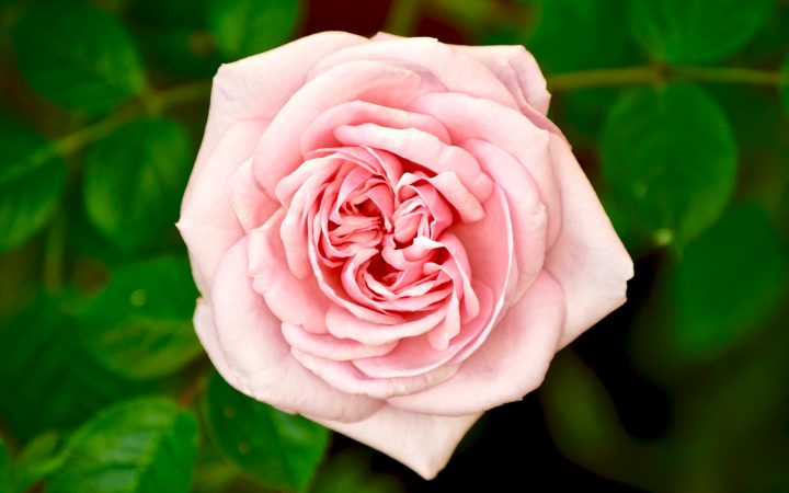 rose in Arabic